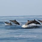 Dolphin watching tours