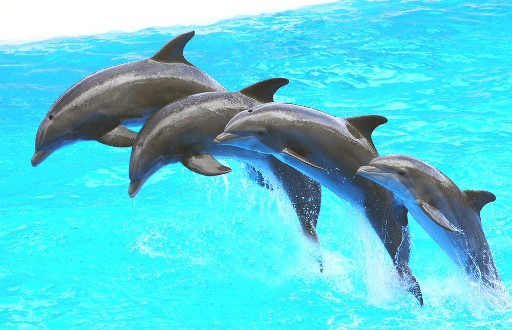 Dolphins 2