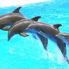 Dolphins 2