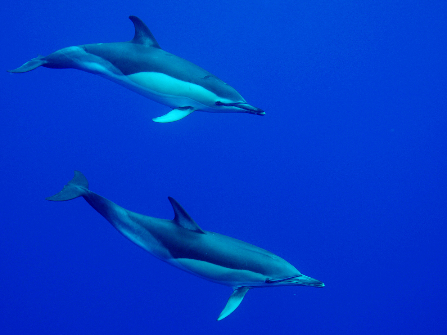 Dolphins