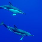 Dolphins