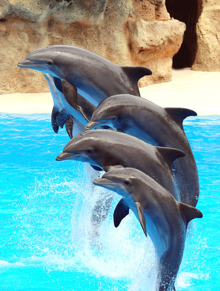 Dolphins