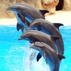 Dolphins