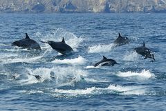 Dolphins