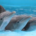 Dolphins