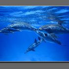 Dolphins