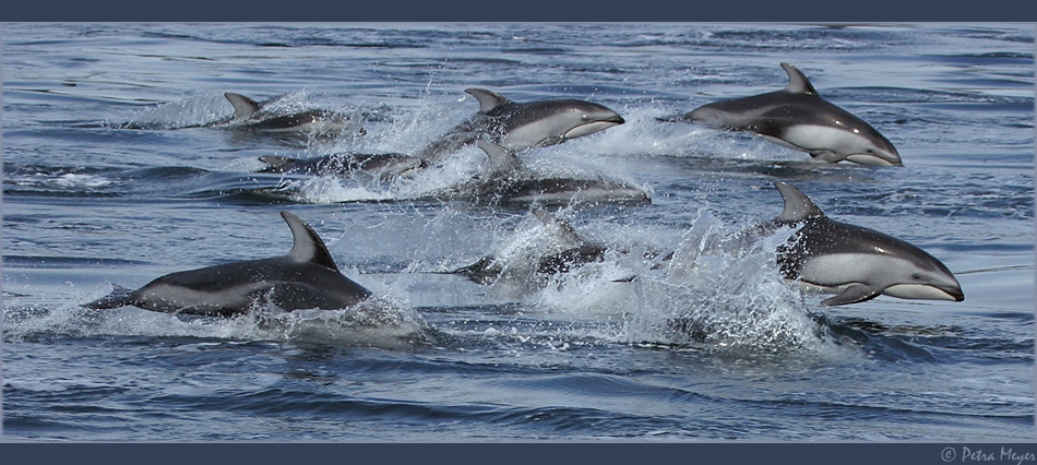 Dolphins.... all around!