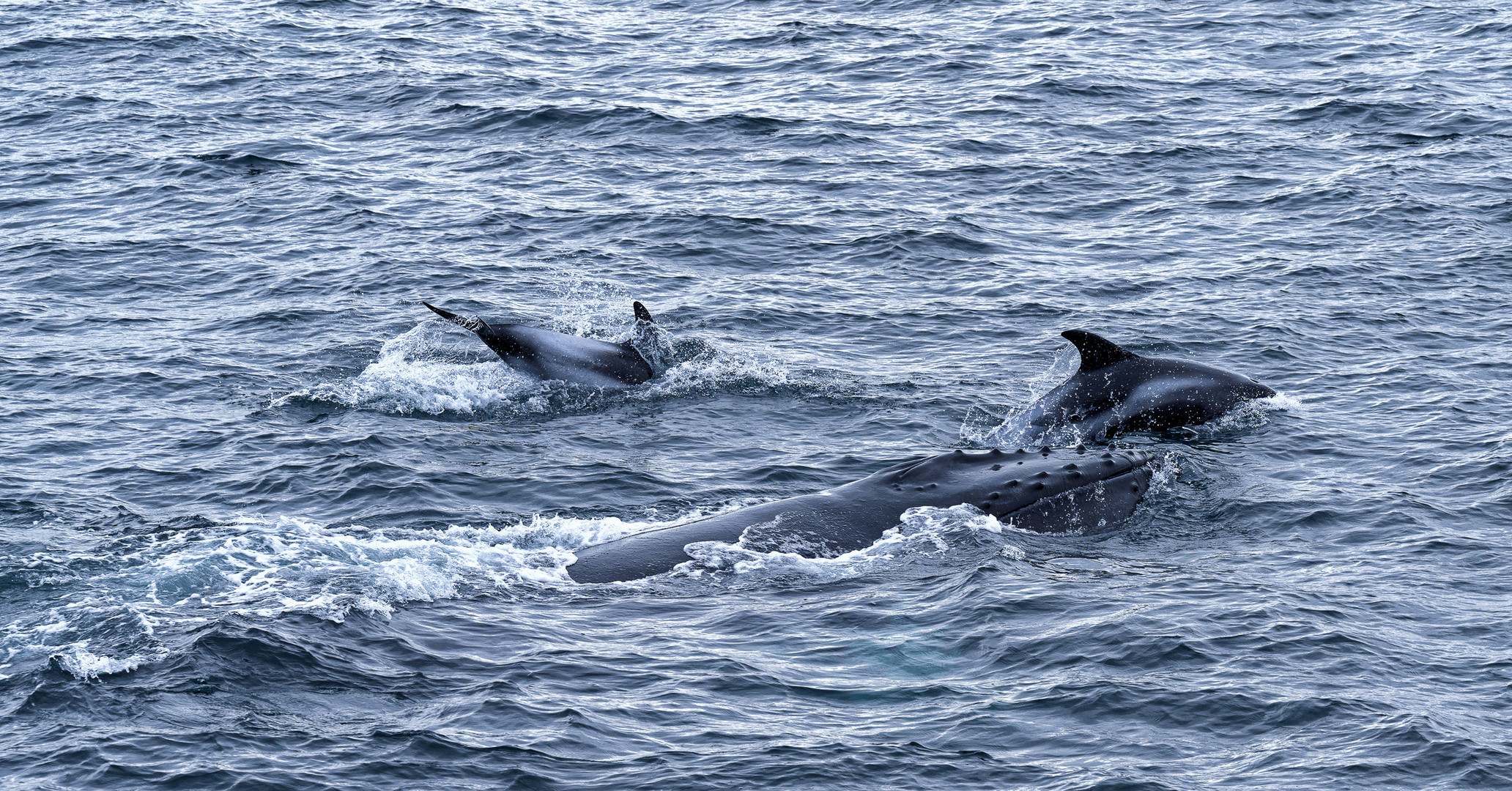 Dolphins and the Humpback whale