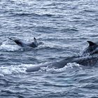 Dolphins and the Humpback whale