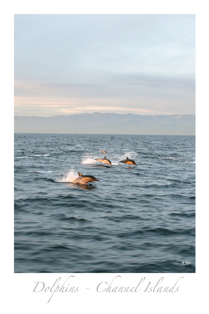 Dolphins - Channel Islands - California 1