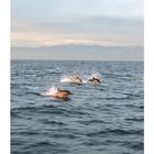 Dolphins - Channel Islands - California 1