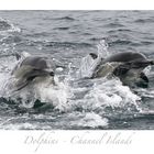 Dolphins - Channel Islands - California 3