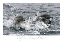Dolphins - Channel Islands - California 3
