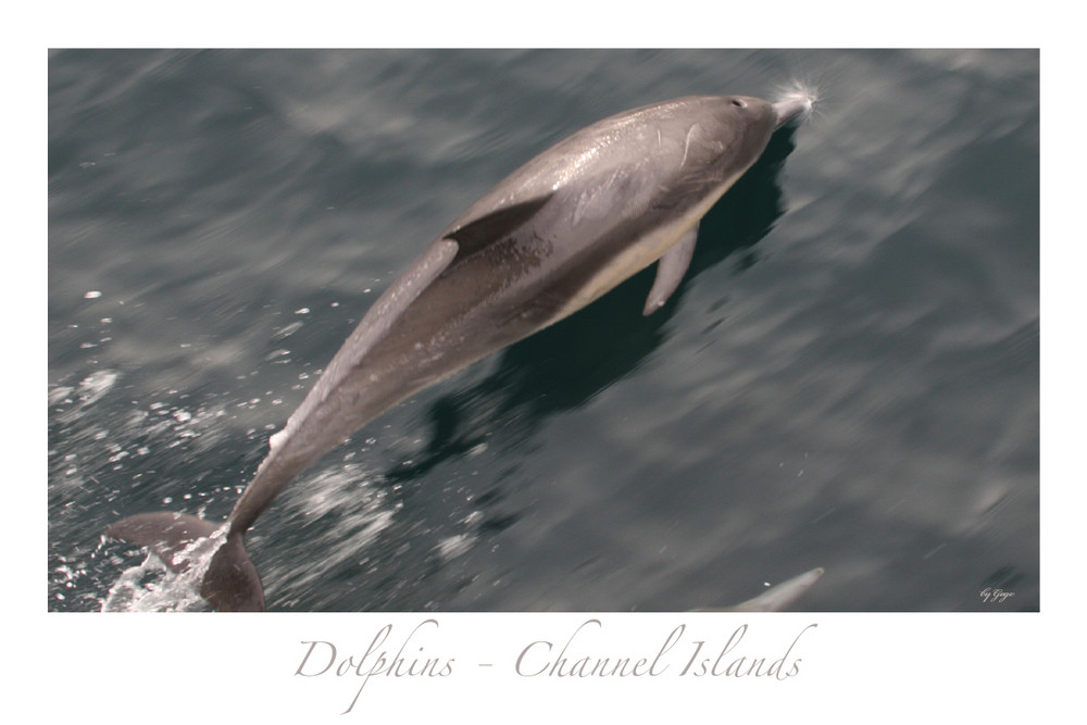 Dolphins - Channel Islands - California 4