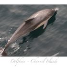 Dolphins - Channel Islands - California 4