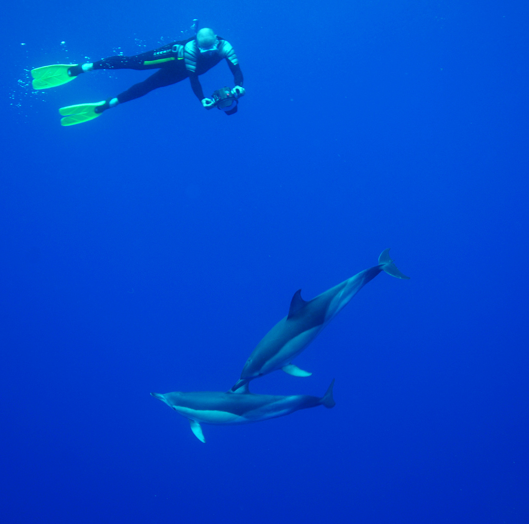 Dolphins & Diver