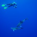 Dolphins & Diver