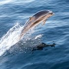 dolphins hideaways