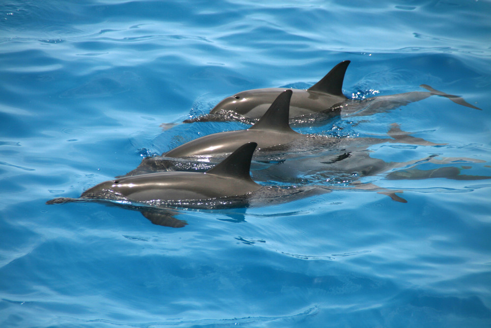 Dolphin´s in Egypt