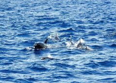 Dolphins in the Atlantic Ocean