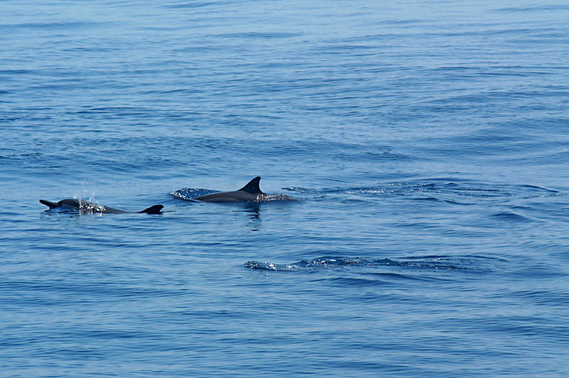 Dolphins near Gueishan Island - 2