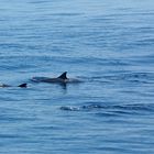 Dolphins near Gueishan Island - 2