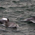 Dolphins!!! pictured near Karakoy pier-istanbul