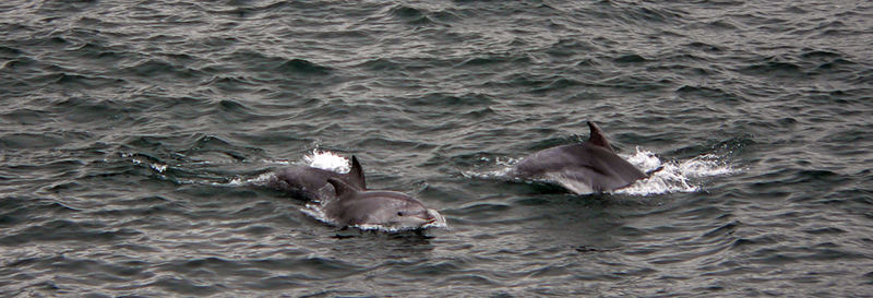 Dolphins!!! pictured near Karakoy pier-istanbul