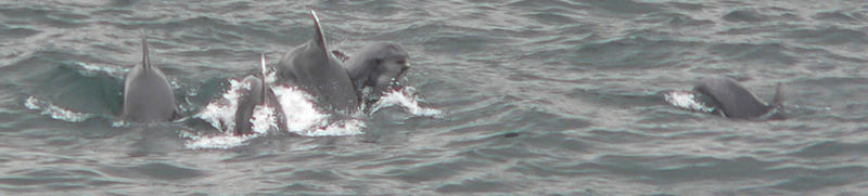 Dolphins-pictured near Karakoy pier, istanbul