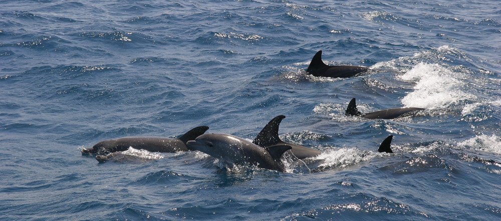 Dolphins (Red Sea)