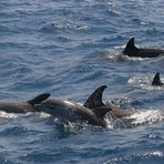 Dolphins (Red Sea)