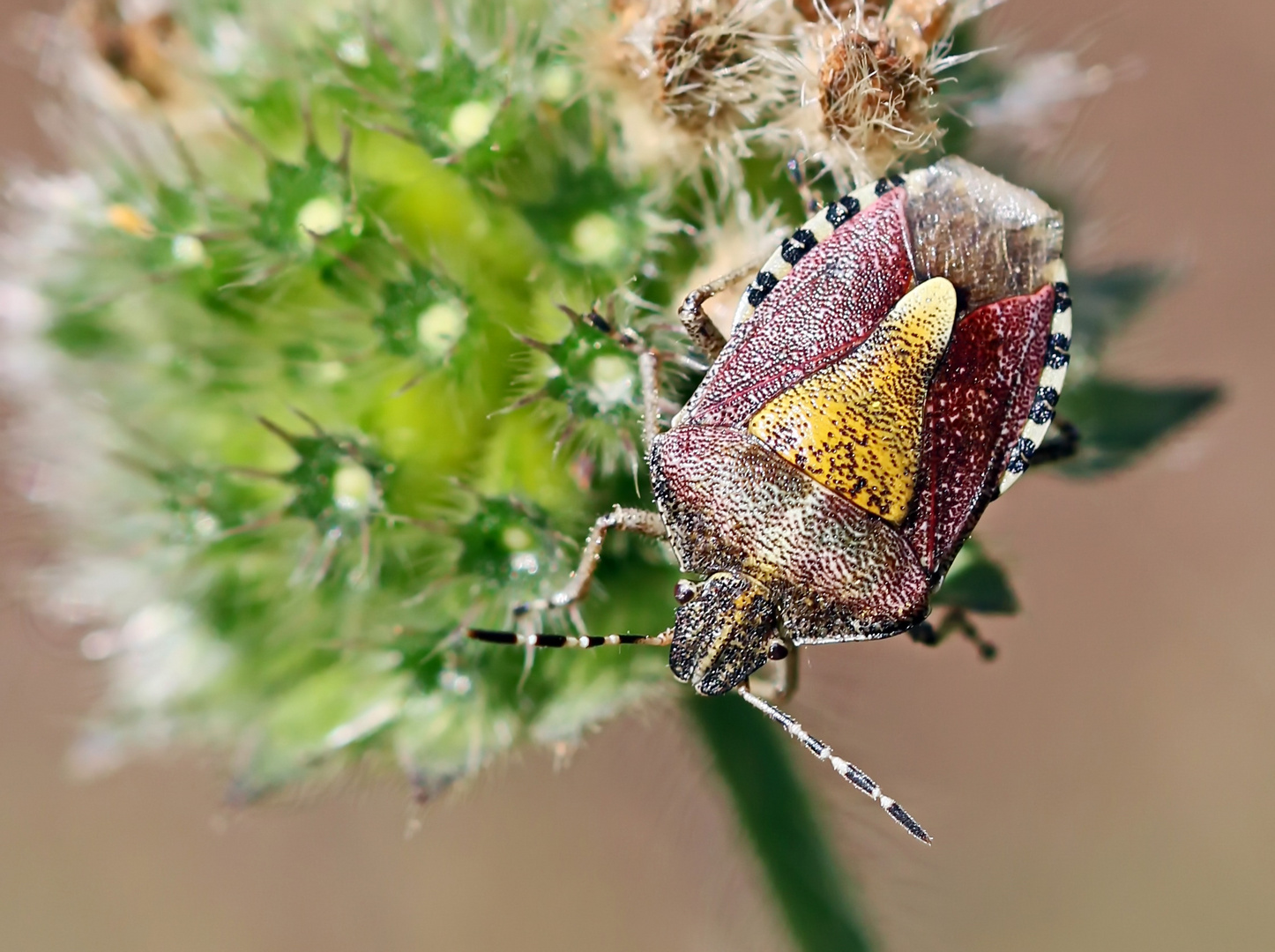 Dolycoris baccarum