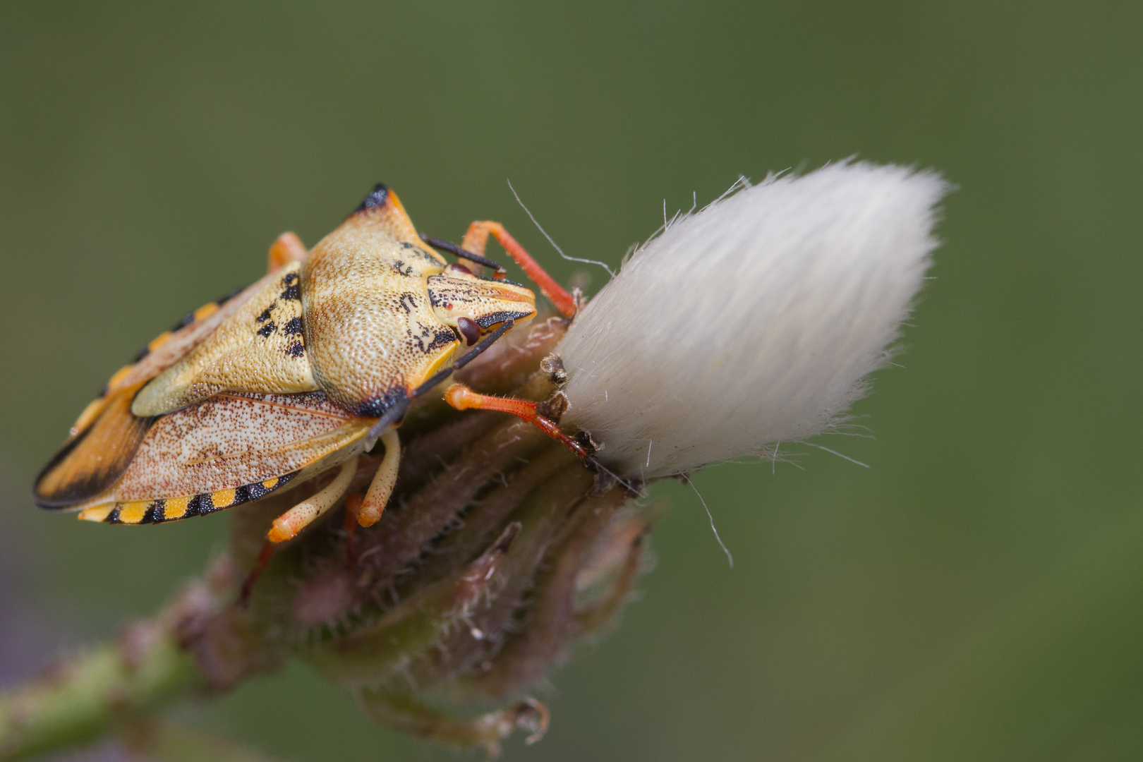 Dolycoris Baccarum