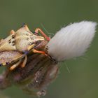 Dolycoris Baccarum