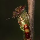 Dolycoris baccarum, die Beerenwanze - ...