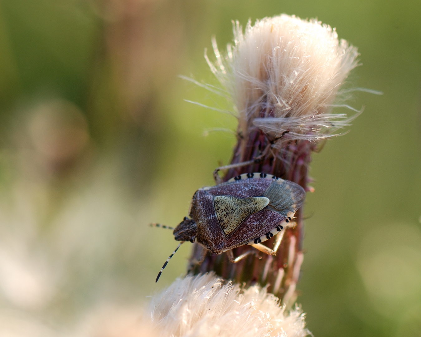 Dolycoris baccarum