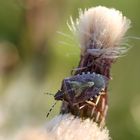 Dolycoris baccarum