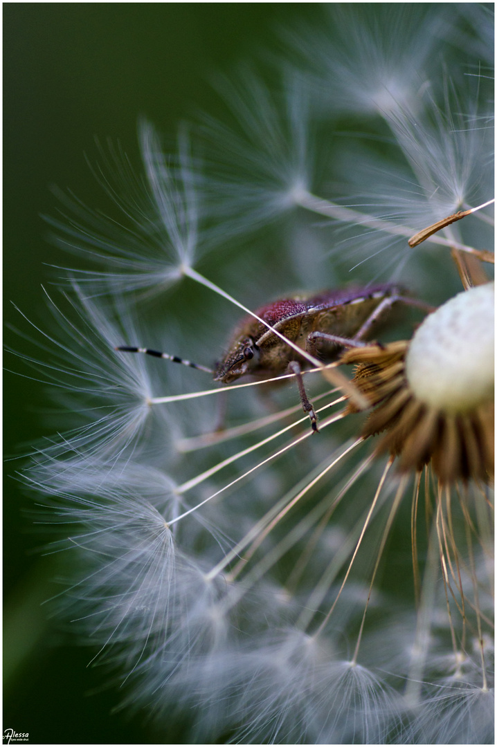 Dolycoris baccarum