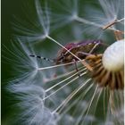 Dolycoris baccarum