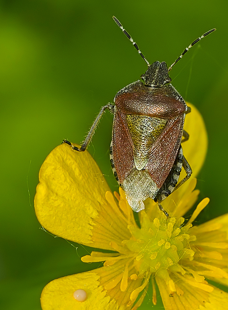 Dolycoris baccarum