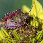 Dolycorus baccarum - Beerenwanze