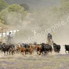 Doma Vaquero en el Campo