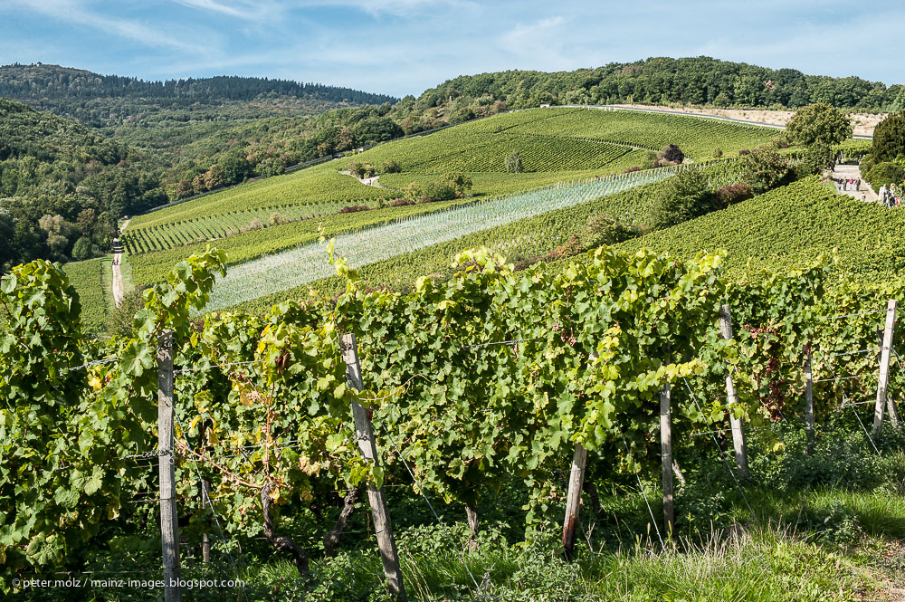 Domäne Steinberg - Rheingau