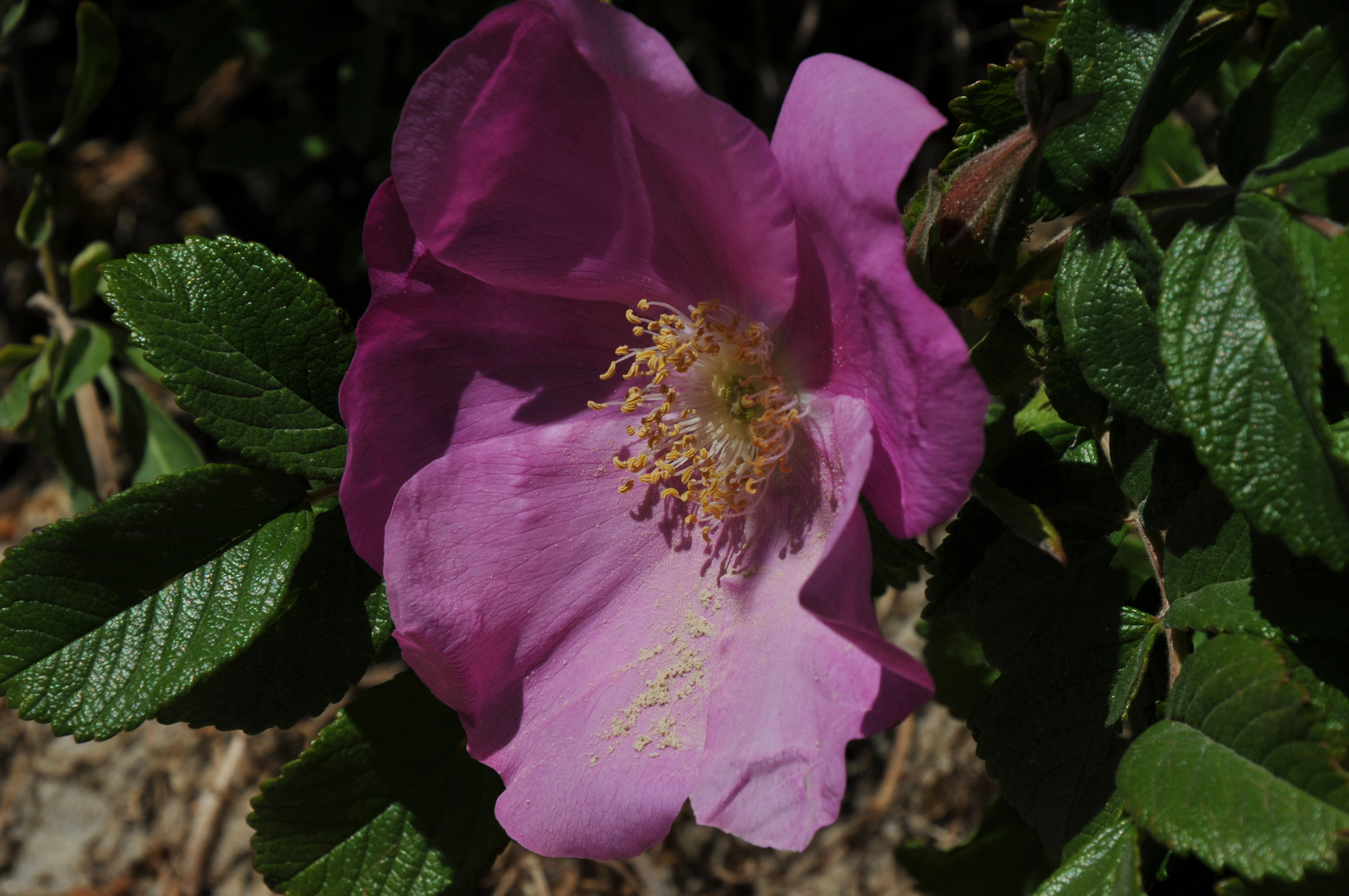 Domburg: Heckenrose an der Strandpromenade mit Sand