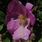 Domburg: Heckenrose an der Strandpromenade mit Sand