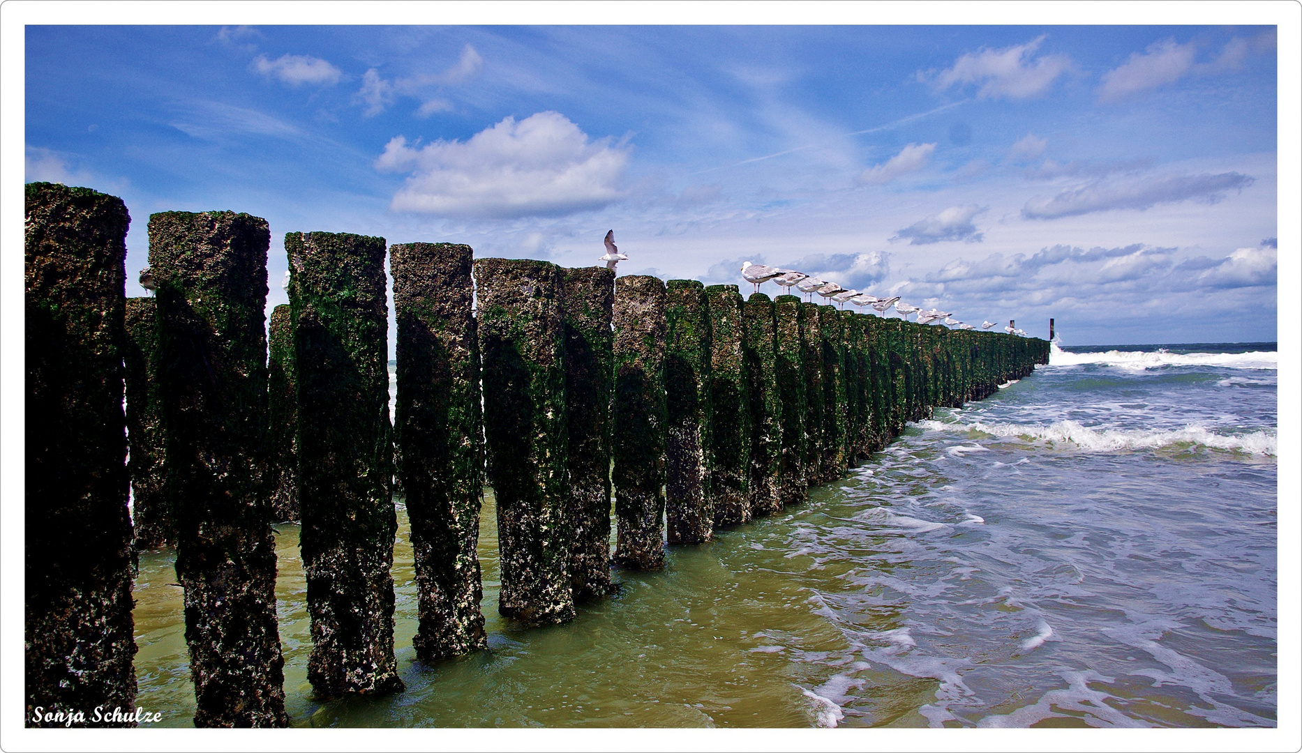 Domburg - Möwen auf Strandpfähle