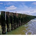 Domburg - Möwen auf Strandpfähle