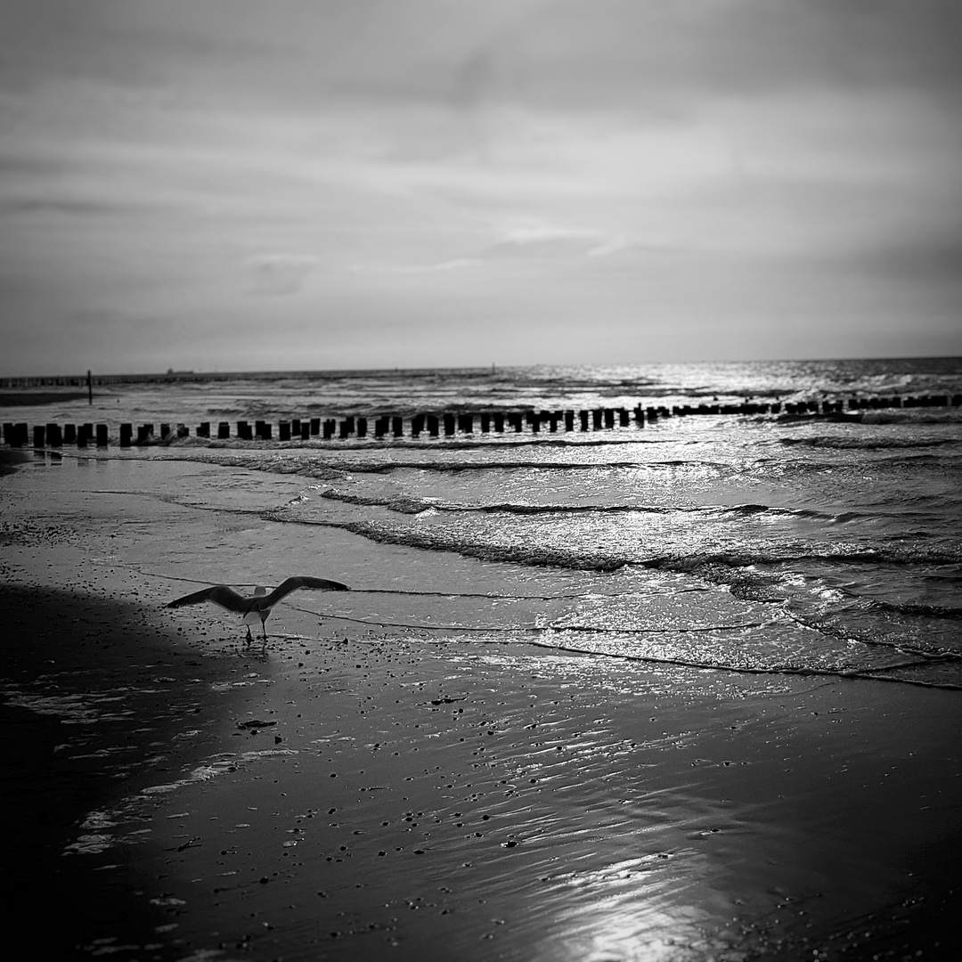 Domburg Strand mit Möwe