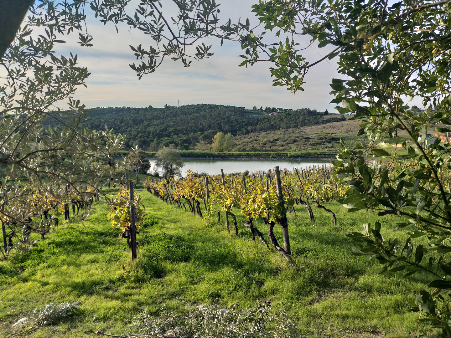 Domenica tra la campagna 