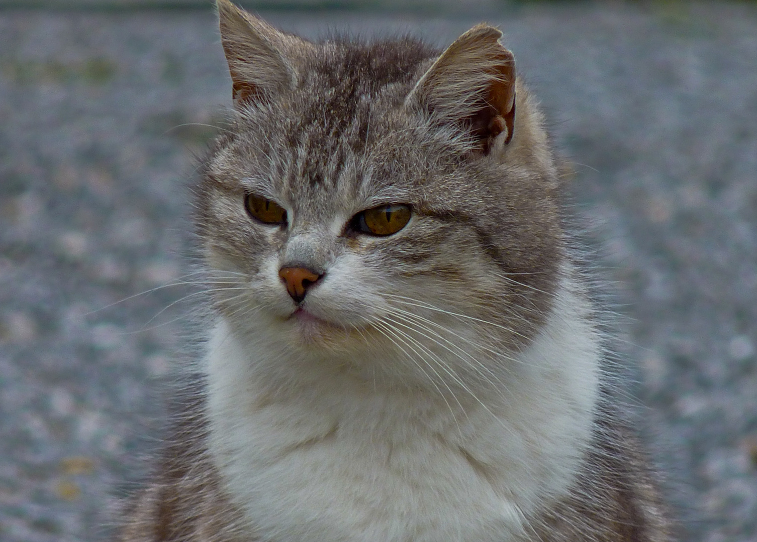 Domestic Cat of Beauty